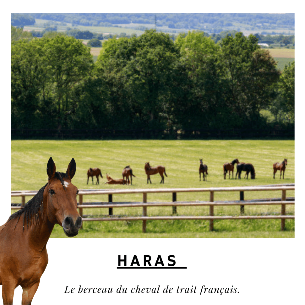 ARAS :le berceau du cheval de trait français.