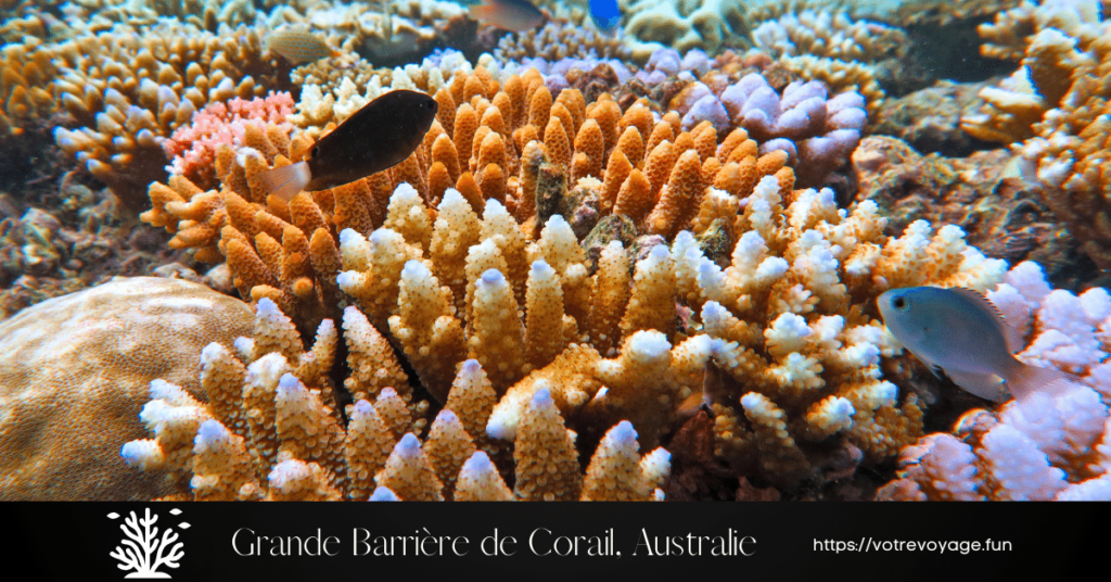 Grande Barrière de Corail, Australie