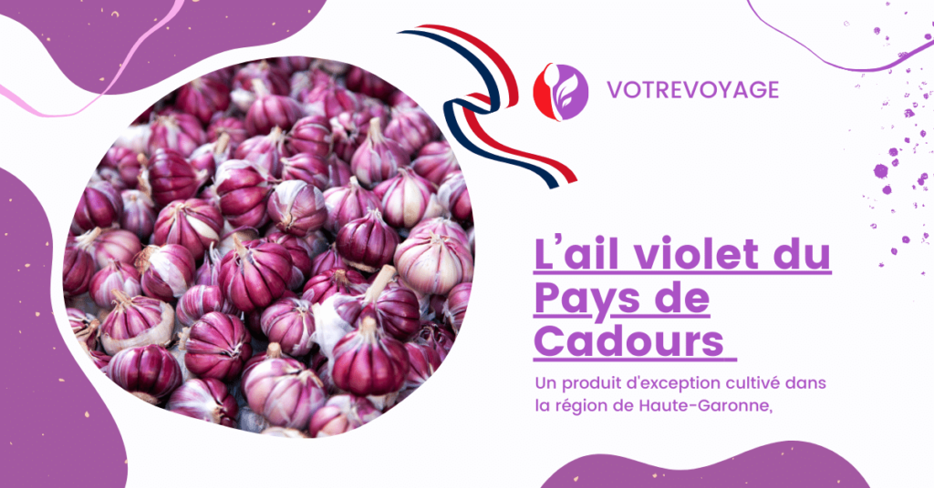L'ail violet:un produit d'exception cultivé dans la région de Haute-Garonne,