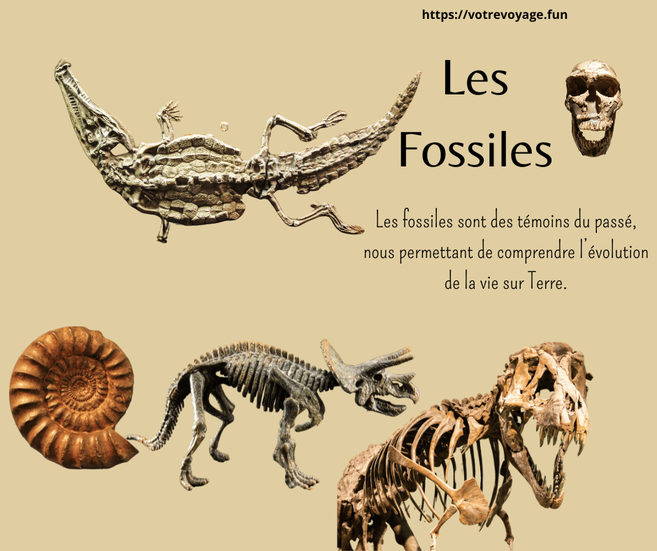 Les fossiles sont des témoins du passé, nous permettant de comprendre l’évolution de la vie sur Terre.