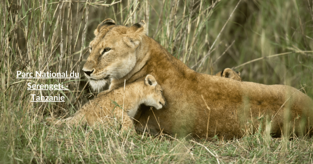 Parc National du Serengeti - Tanzanie