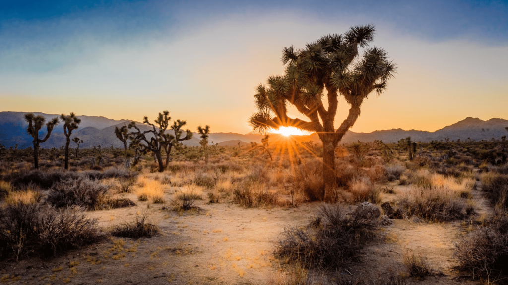 Joshua Tree National Park, Californie