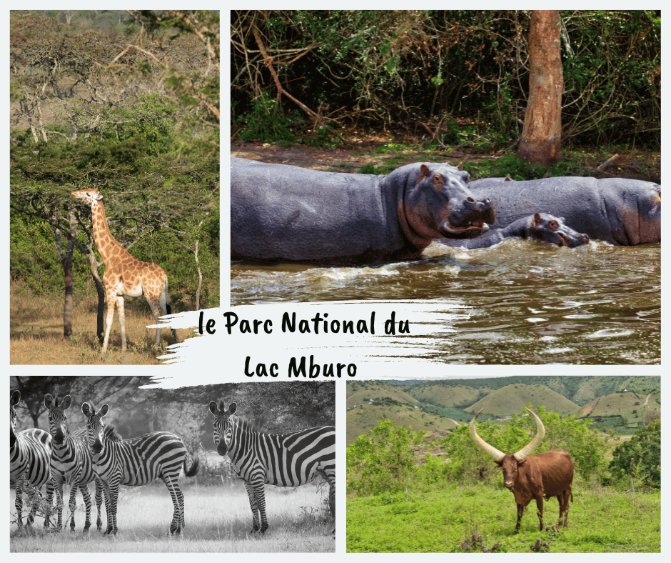 le Parc National du Lac Mburo 