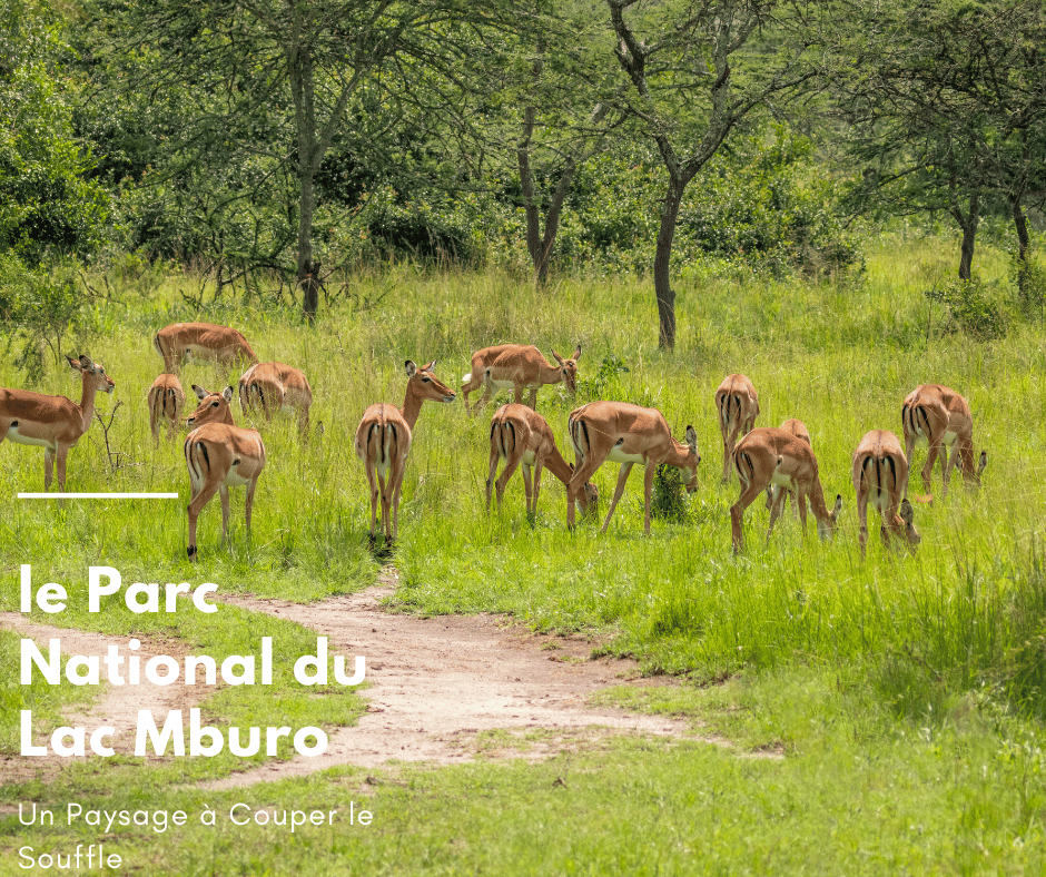 le Parc National du Lac Mburo