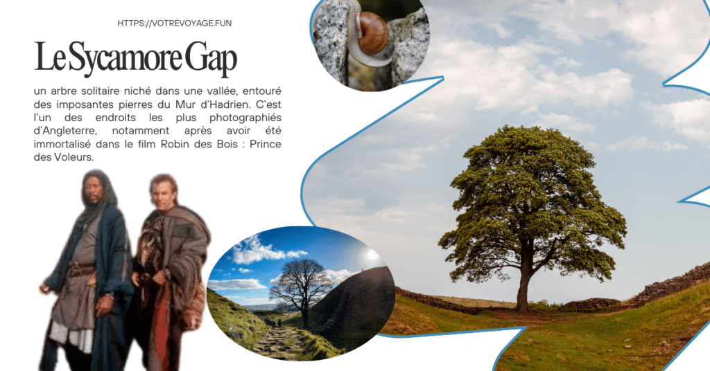 Le Sycamore Gap