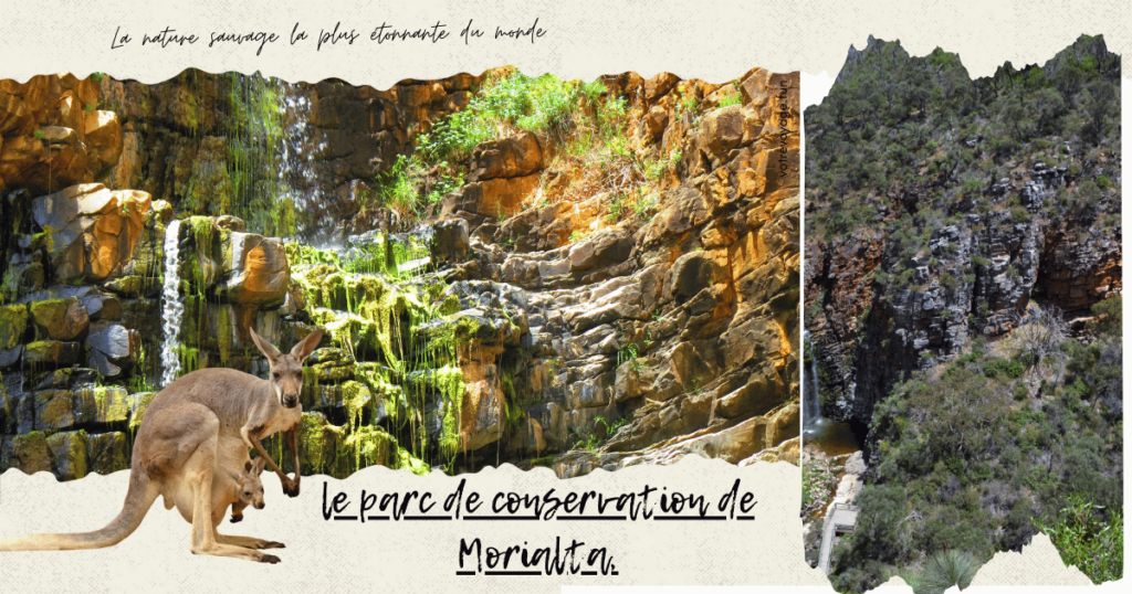 le parc de conservation de Morialta,