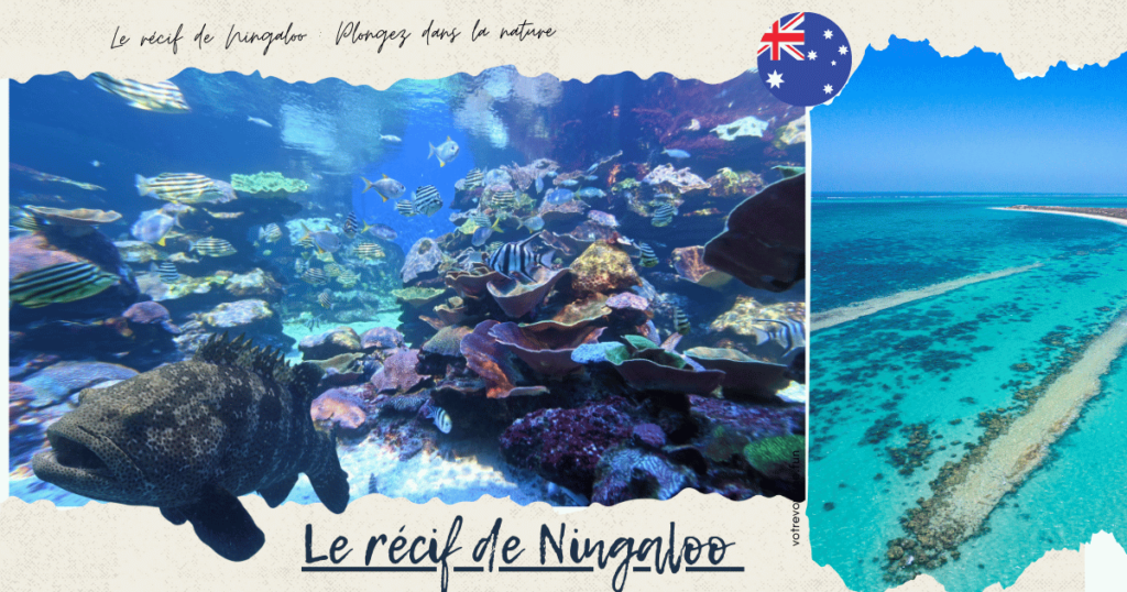 Le récif de Ningaloo ,Plongez dans la nature