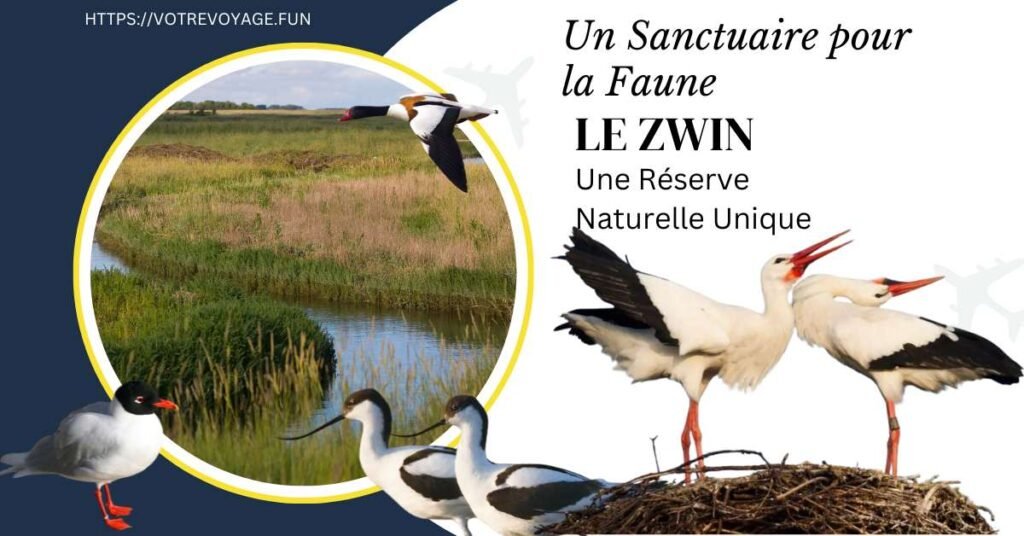 # Le Zwin : Un Sanctuaire pour la Faune