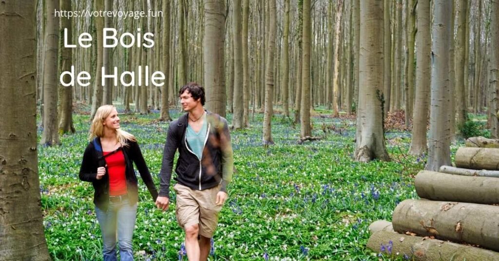 Le Bois de Halle : Une Évasion en Forêt