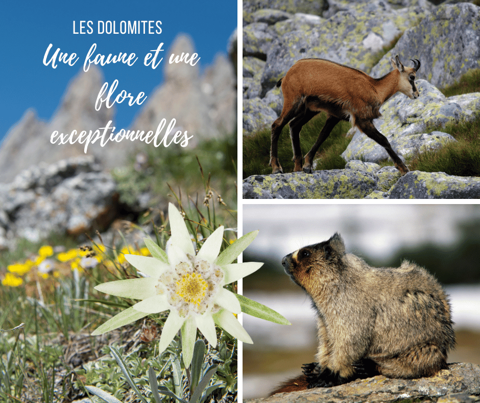 Les Dolmites,Une faune et une flore exceptionnelles