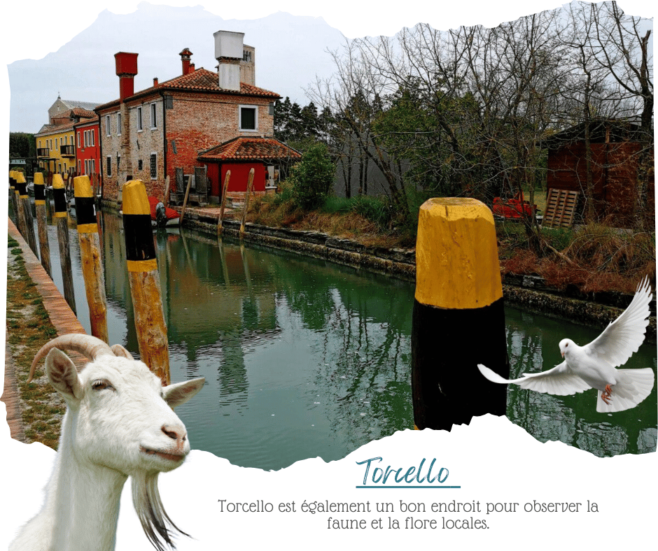 Observation de la nature : Torcello